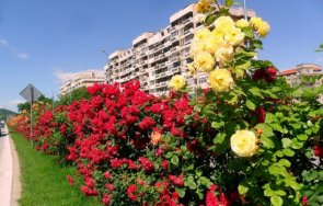 хиляди рози красят пловдивските булеварди