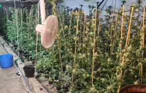 разкриха наркооранжерия монтанското село говежда снимки