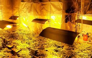 нелегална оранжерия коноп разбиха бургас