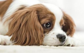 пет знака домашният любимец нужда ветеринар