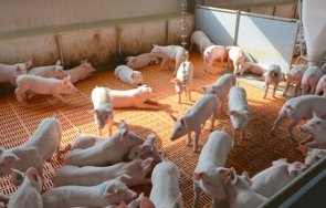 заради африканската чума свинеферми задължават работниците ходят лов