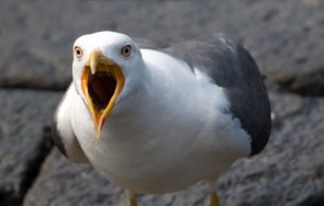 глад студ върнаха гларусите бургас