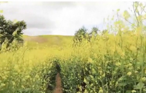 горски пожар хълмовете лос анджелис покрити цветя