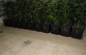 пращат съд плантатор отглеждал марихуана шабла снимки