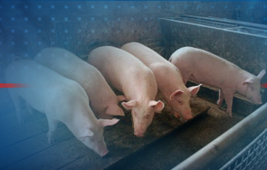 всички индустриални свинекомплекси българия изнасят месо европейския съюз