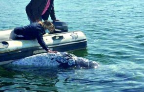 чудо сив кит появи бреговете неапол