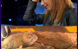 Един за друг мишки