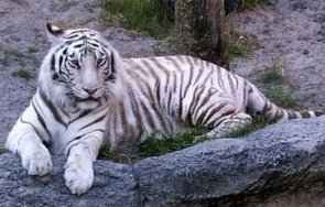 китайско село паника заради сибирски тигър