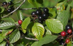 билка регулира теглото