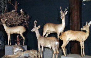 природонаучният музей черни осъм отбелязва годишен юбилей