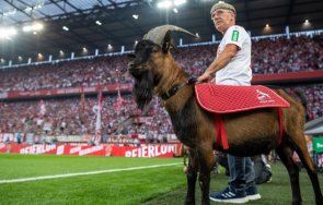 Козелът Хенес - талисман на Кьолн