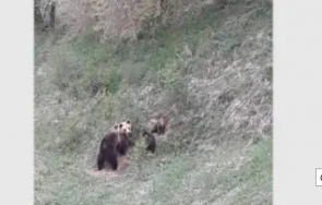 стадо мечки плаши жителите родопски села