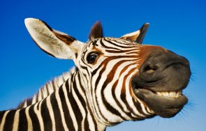 откритие животните смеят