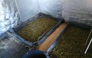 разбиха оранжерия марихуана варна снимки