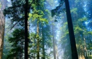 агенцията горите също нов изпълнителен директор