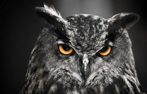 уникално откритие учени забелязаха първи път 125 години неуловимата сова оранжеви очи