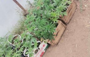 спипаха баща син плантатори коноп