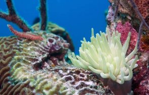 отровният червей света върлува природонаучния музей пловдив