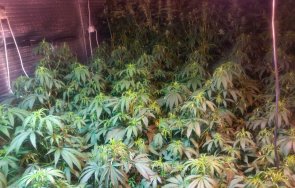 разбиха оранжерия марихуана разград снимки