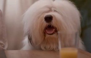 куче българия влезе реклама световна компания