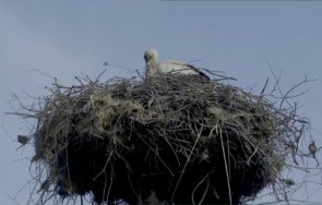 тече спасителна акция семейство щъркели казанлъшко