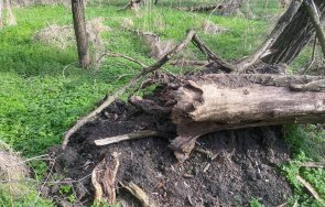 клони бурята пловдив потрошиха коли