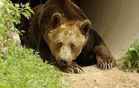 приспаха годишната старица лейди парка танцуващи мечки