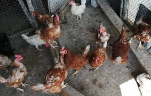 епизоотичната комисия асеновград заседава птичата инфлуенца и фриканската чума
