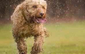 куче заразило британския вариант коронавирус испания