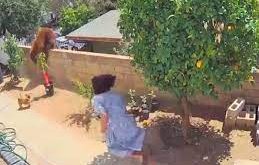 куриоз смела американка избута мечка оградата спаси кучетата видео