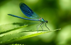 французи изследват рядък вид водно конче поморийското езеро