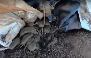 нашествие мишки тормози земеделци австралия