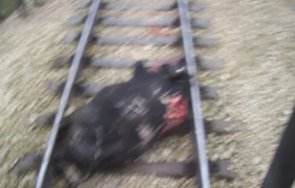 прокуратурата разследва касапницата крави нова загора