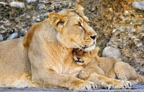 коронавирусът уби лъвица индийски зоопарк
