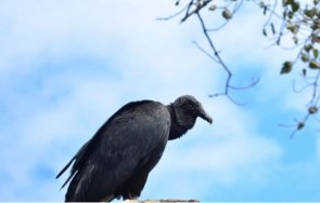 отровиха рядък вид птица нас