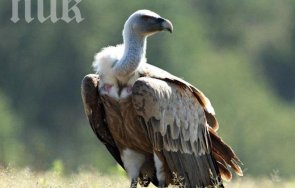 изчезна освободен българия рядък черен лешояд вероятно отровен