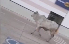 безстопанствени крави бикове тероризират цял град боливия