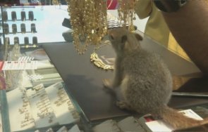 Катерица пази касов апарат