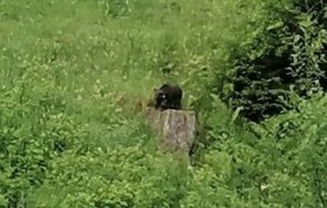 спасиха загубило мече родопите