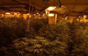 разбиха оранжерия отглеждане канабис арестувани видео