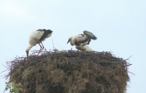 село варана щъркелите повече хората