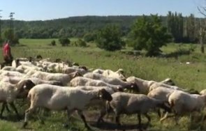 пращат германия франция проби наличие чума болярово