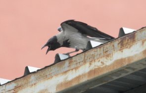 враните центъра софия освирепяха нападнати позитано