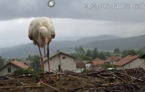 сигнал пик щъркел гине трети ден неистови мъки зоополицията нехае снимки