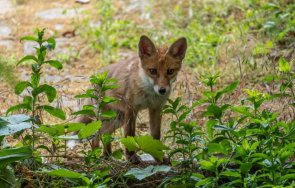 пловдивски район радва нов талисман лисица щъка блокове коли снимки