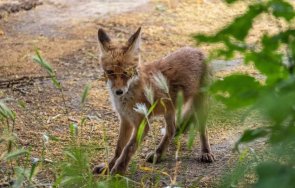 пловдивски район радва нов талисман лисица щъка блокове коли снимки