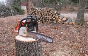 напаст близо 1000 незаконно отсечени дървета седмица