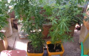 разкриха плантация коноп землището община левски