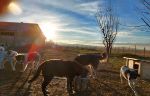 Приют Костинброд