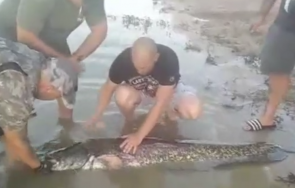 случи гигантския женски сом язовир пясъчник